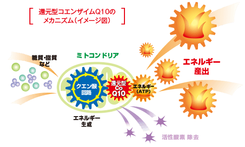 還元型コエンザイムQ10のメカニズム図