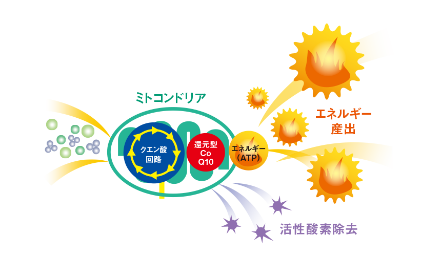 エネルギーを生む重要な役目の図