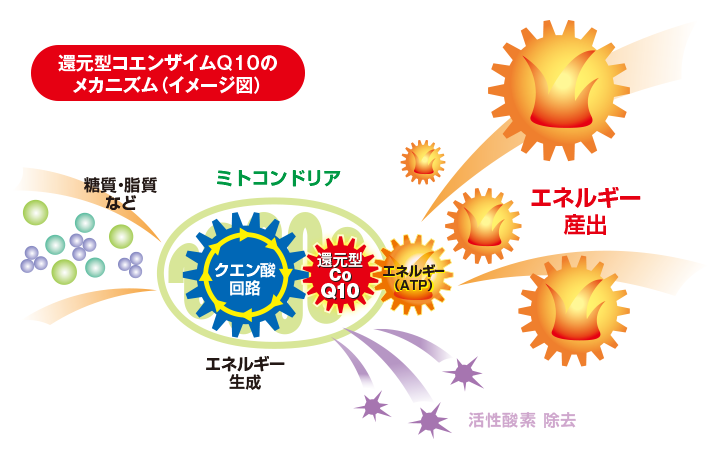 還元型コエンザイムQ10のメカニズム（イメージ図）