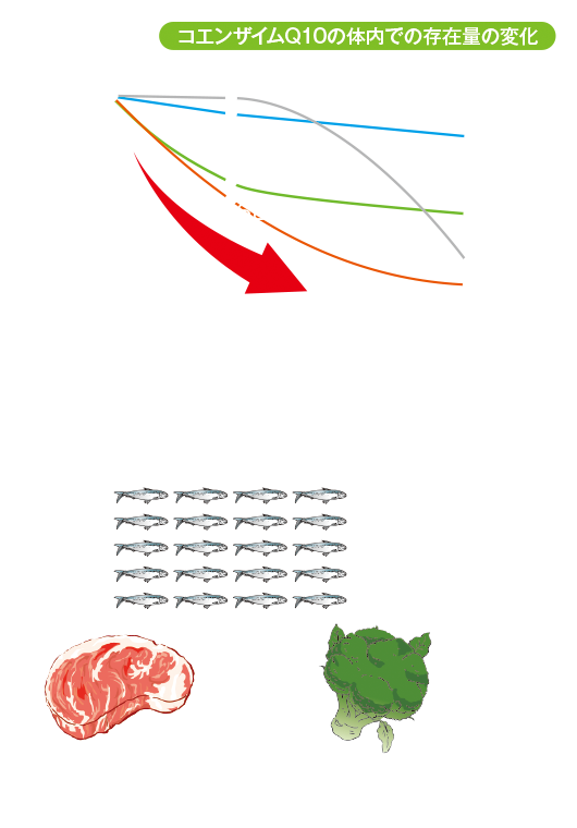 図「CoQ10体内存在量変化」